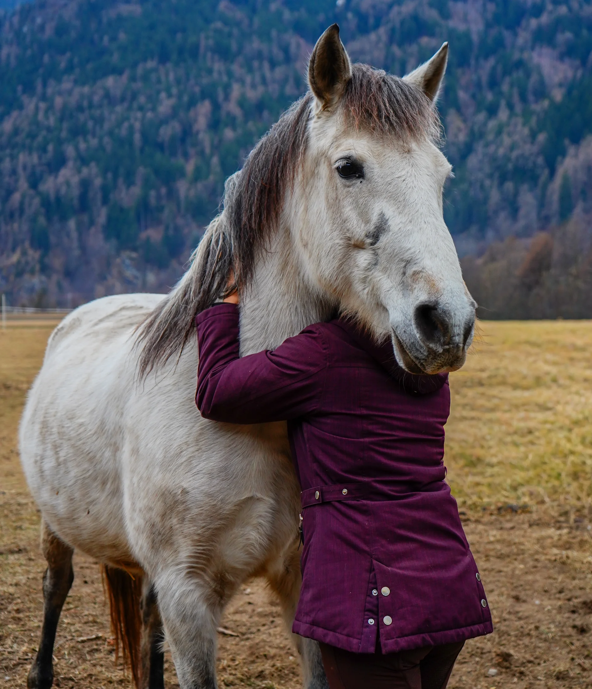 Grande cavallo biondo che tocca dolcemente una ragazza